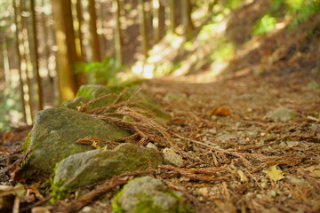 神奈川県・大山の登山道