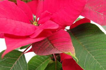 Red Poinsettia - traditional Christmas flower in a pot. Isolated on white background. Closeup. 