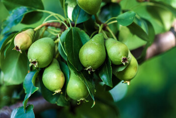Small unripe green pear fruits (Pyrus communis L.) in summer orchard, closeup