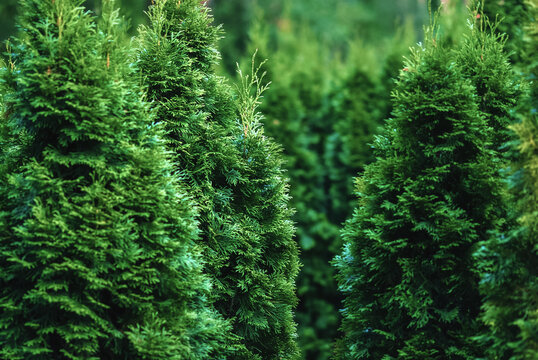 Northern white-cedar (Thuja occidentalis) trees in tree nursery