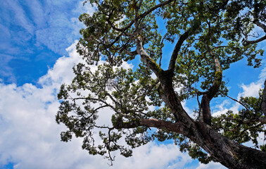 Tree branches and blue sky, Tiradentes, Minas Gerais, Brazil