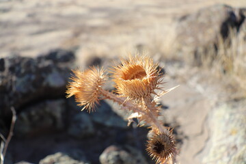 Mountain Home Outskirts