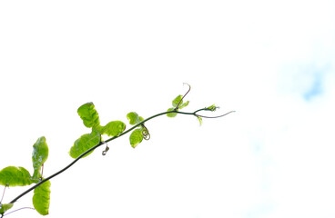 A delicate twig with translucent green leaves reaching out to the light, isolated on white background with one small area of light blue sky.