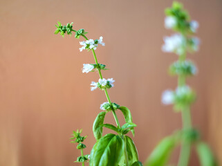 Flowers of basil plant, close view, soft blurred background with another flowering basil plant.