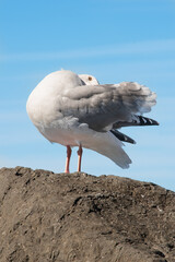 Western Gull