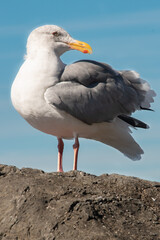 Western Gull