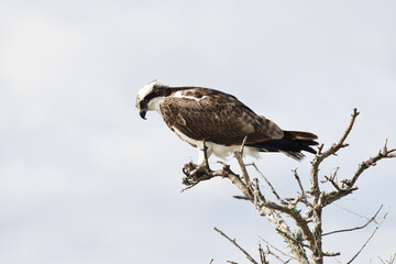 Osprey perched and waiting for a prey