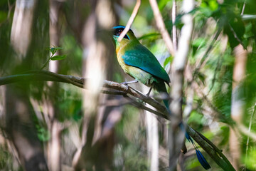 Beautiful motmot clock bird hidden in the trees