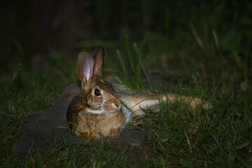 Closeup image of rabbit