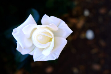 Off white pure white rose flower with pink overtones, top view isolated against very soft dark...