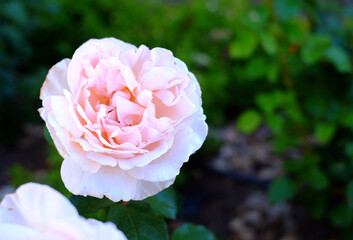 Rich pink rose flower, top view isolated against very soft floral background.