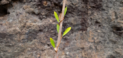 A vine climbing along a dry twig, green symmetrical leaves, blurred volcanic rock in background.