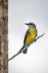 Boat-billed Flycatcher - Megarynchus pitangua passerine bird, large tyrant flycatcher, the only...