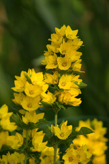 Image of flower in natural setting