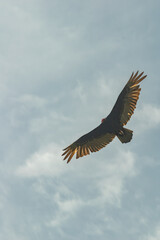 Vulture Soaring the Thermal