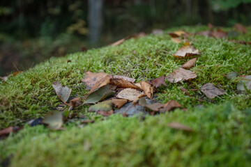 Leaves, moss, grass. Close-up. Natural background