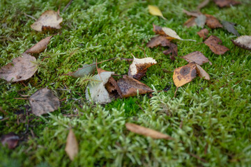 Leaves, moss, grass. Close-up. Natural background