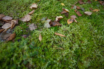 Leaves, moss, grass. Close-up. Natural background