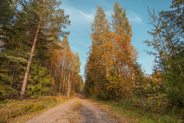Country road, at the edges of the autumn forest. Sunny day in September. Scandinavian nature
