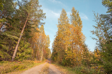 Country road, at the edges of the autumn forest. Sunny day in September. Scandinavian nature