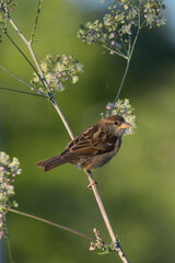 Image of bird in natural seting