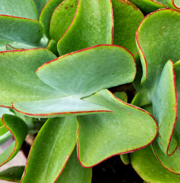 Leaves of calanchoe (Calanchoe) succulent plant in close view.