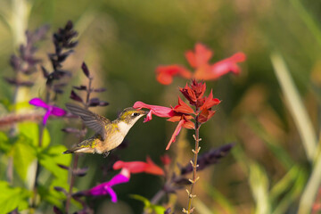 Image of Hamming bird in natural setting