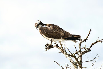 osprey Perched