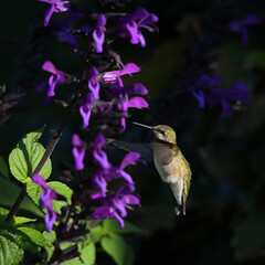 Image of Hummingbird in natural setting