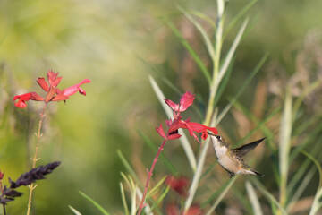 Image of Hummingbird in natural setting