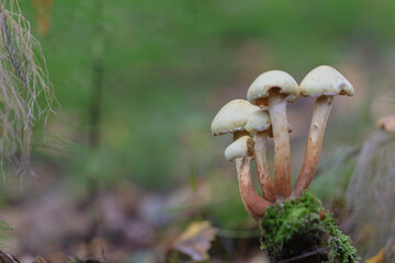Leaves, moss, grass, mushrooms. Close-up. Natural background