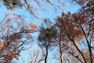 冬の樹木と空