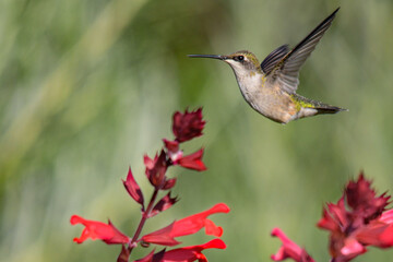Image of Hummingbird in natural setting