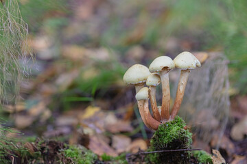 Leaves, moss, grass, mushrooms. Close-up. Natural background