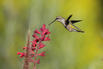 Fototapeta na wymiar Image of Hummingbird in natural setting