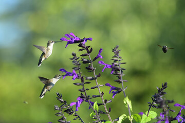 Image of Hummingbird in natural setting