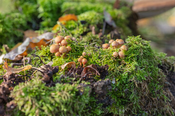 Leaves, moss, grass, mushrooms. Close-up. Natural background