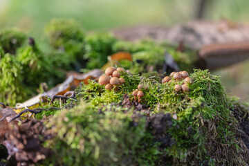 Leaves, moss, grass, mushrooms. Close-up. Natural background