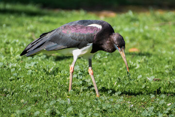 white stork ciconia