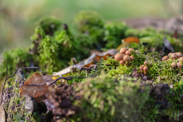 Leaves, moss, grass, mushrooms. Close-up. Natural background