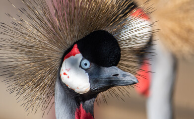 grey crowned crane
