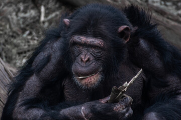 close up of a gorilla