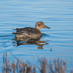 Northern Pintail, Anas acuta female in environment