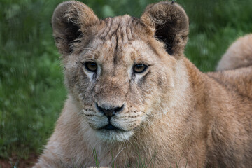 portrait of a lion