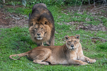 lion and lioness