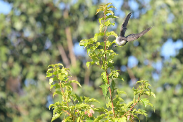 Image of bird in natural setting