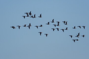 Brent Geese  in flight, Brent Goose, Branta bernicla in Devon in England, Europe