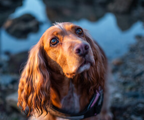 Dog (cocker spaniel) on a harness looking up at sea rocks at sunset