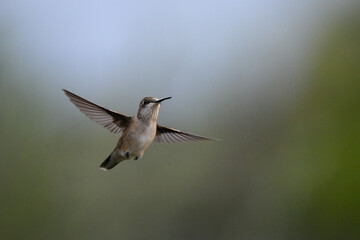 Image of Hummingbird in natural setting