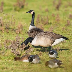 Canada Geese, Canada Goose, Branta Canadensis in environment